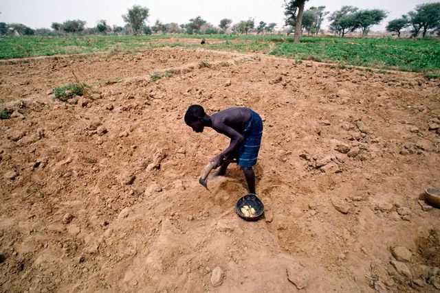 Un homme travaille la terre à la houe